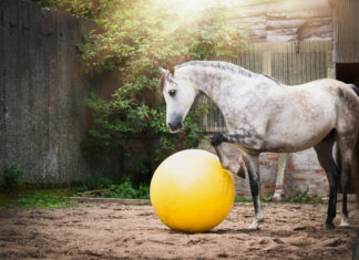 Graues Pferd mit Ball auf dem Sandplatz