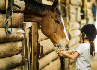 Mädchen füttert Pferd