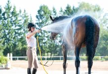 Pferde waschen und abspritzen