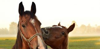 Pferdekrankenversicherung