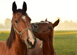 Pferdekrankenversicherung