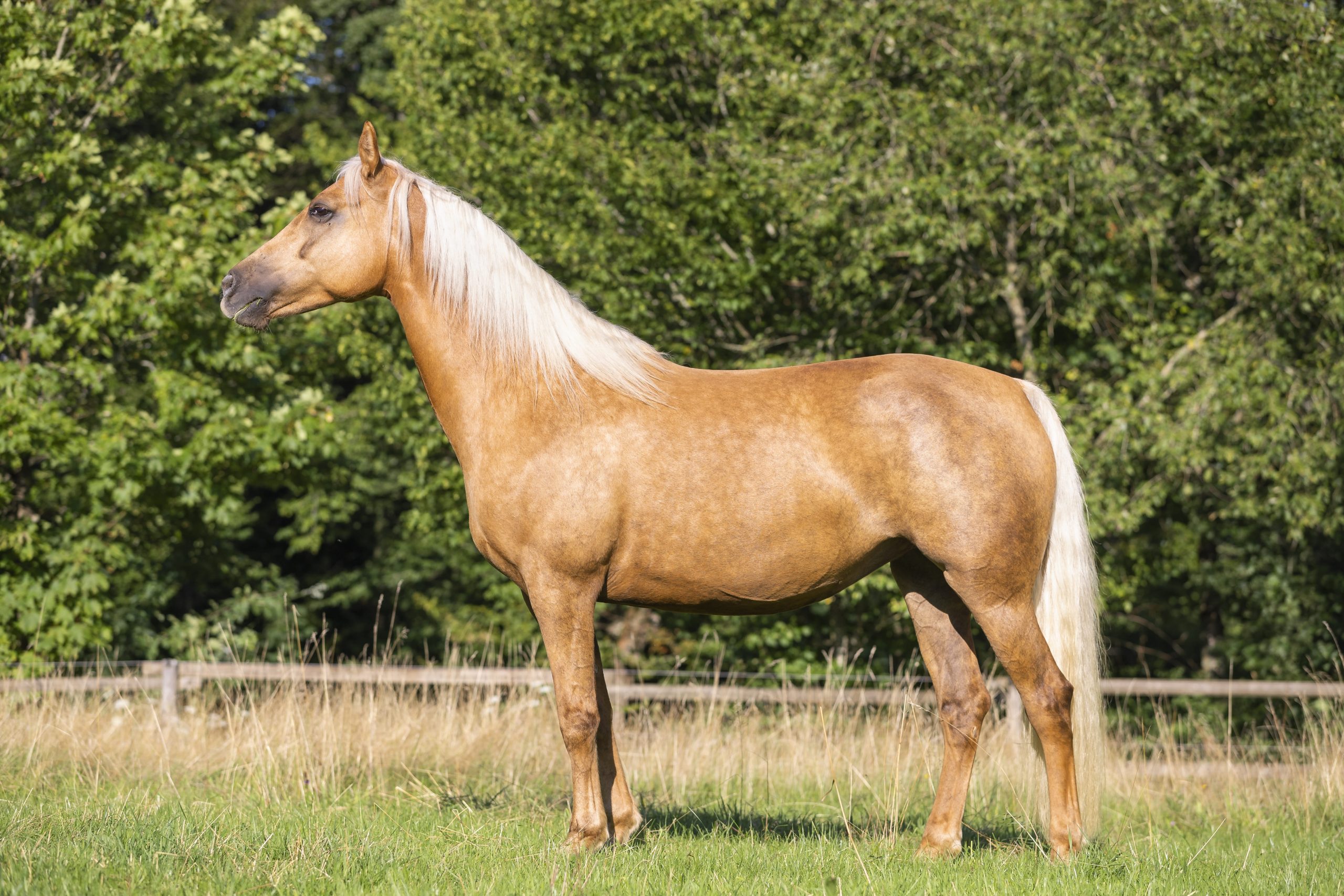 Standbild von einem Pferd mit der Fellfarbe Isabell, Palomino