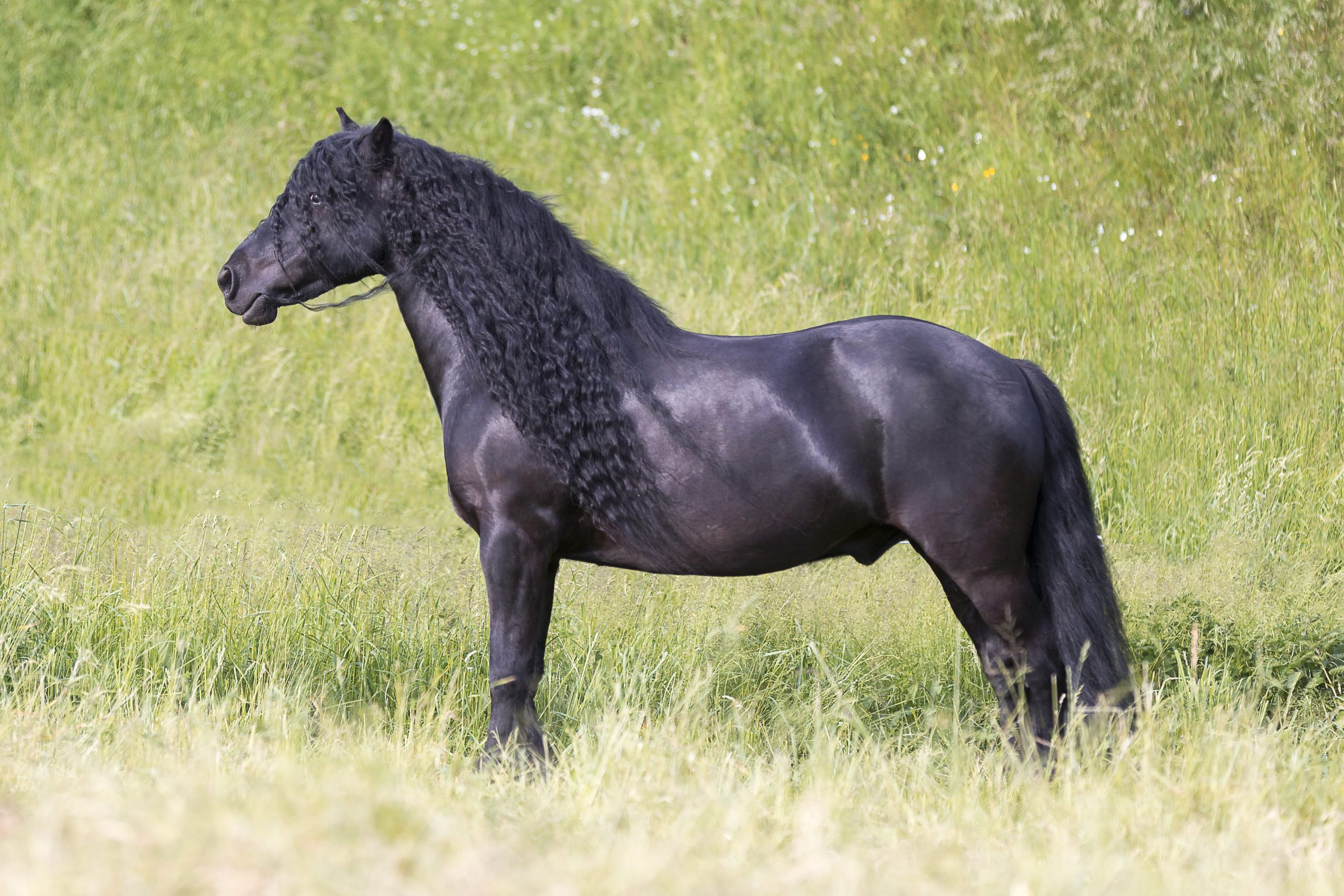 Standbild von einem Pferd mit der Fellfarbe Rappe 