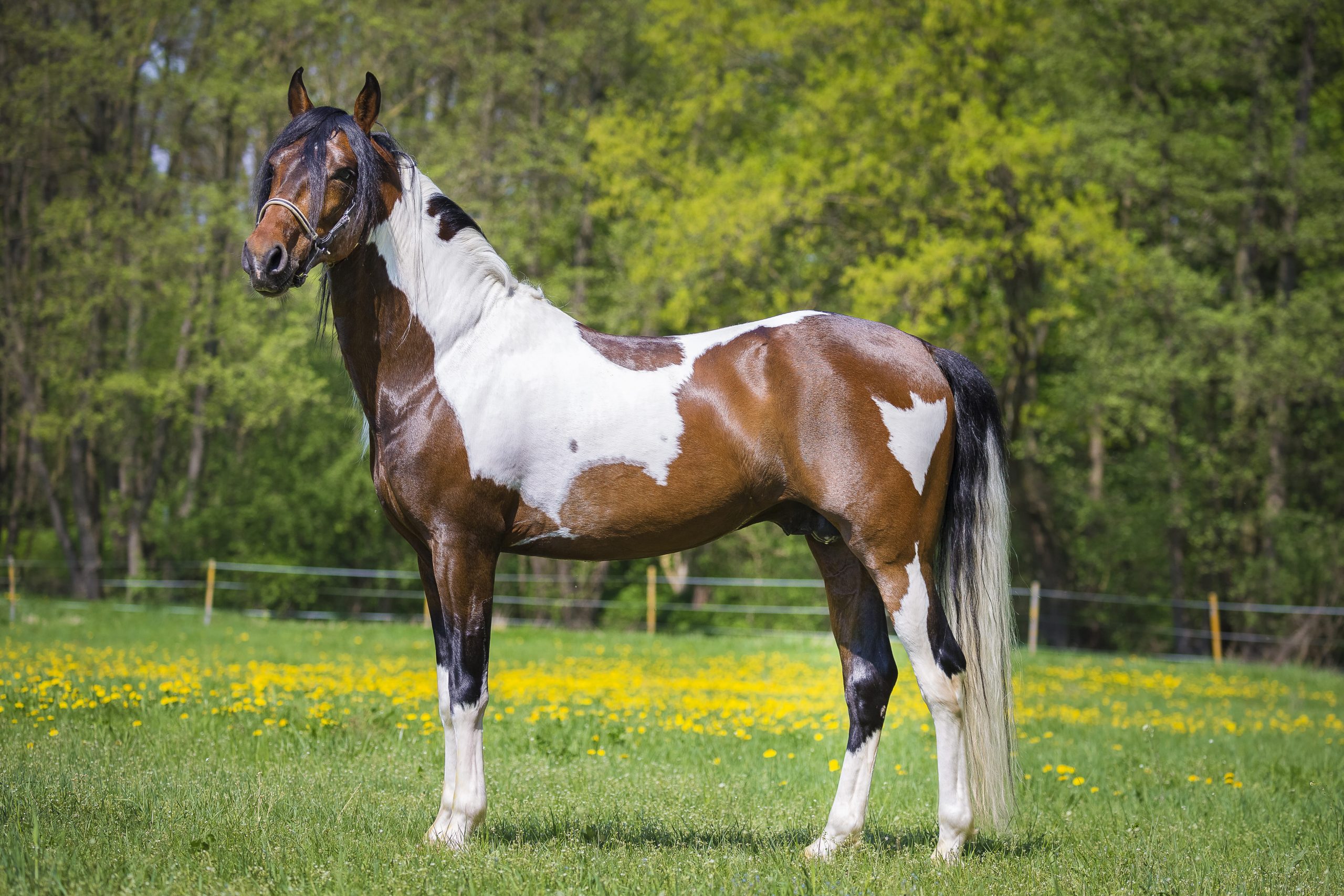 Standbild von einem Pferd mit der Fellfarbe Schecke
