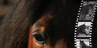 die 10 schönsten Pferdefilme