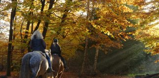 Reiten im Herbst: Reiter reiten mit Pferd durch den Wald im Herbst