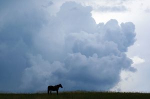 Pferd mit dunklen Gewitterwolken im Hintergrund
