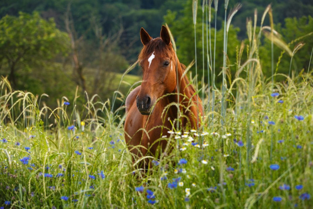 Pferdesprüche: Pferd im Kornblumenfeld