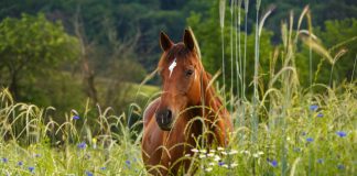 Pferdesprüche: Pferd im Kornblumenfeld