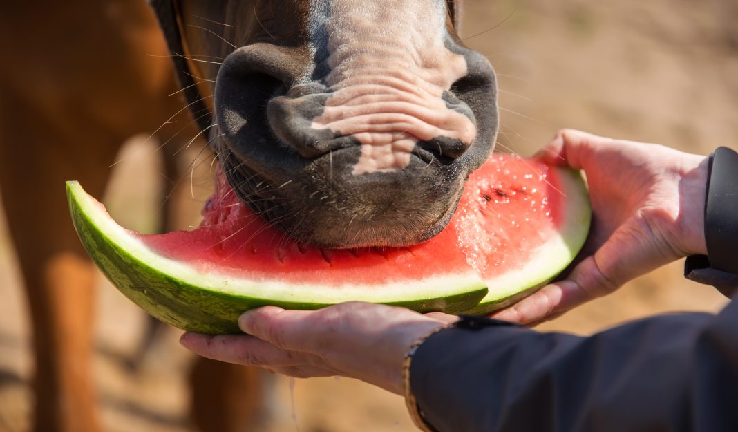 Früchte für dein Pferd Wassermelone