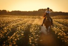Eigenes Pferd vs Reitbeteiligung Titelbild: Freies Reiten im Feld