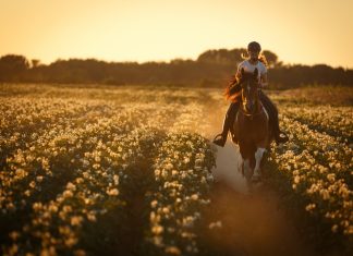 Eigenes Pferd vs Reitbeteiligung Titelbild: Freies Reiten im Feld