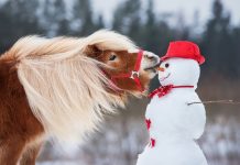 Winterfutter für Pferde Pferd knabbert Schneemann an