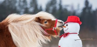 Winterfutter für Pferde Pferd knabbert Schneemann an
