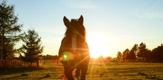 Sonnenbrand bei Pferden - ist das möglich?
