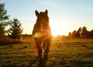 Sonnenbrand bei Pferden - ist das möglich?